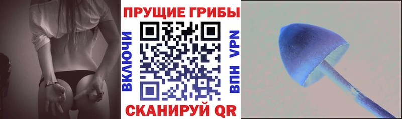 мориарти Telegram  Почеп  Псилоцибиновые грибы Psilocybine cubensis 